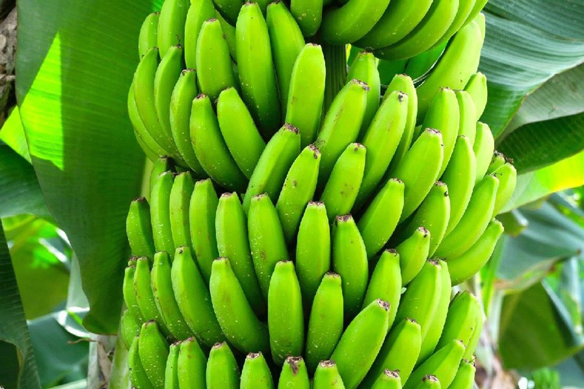 Šta je zdravo: Jedna banana ili dvije, zrele ili zelene